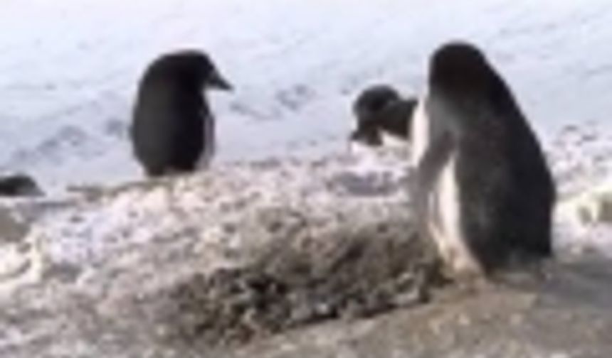 Hırsızlık yapan kurnaz penguen 